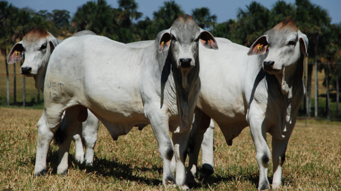 ABCZ inclui mais um critério para inscrição de animais no Zebu a Campo