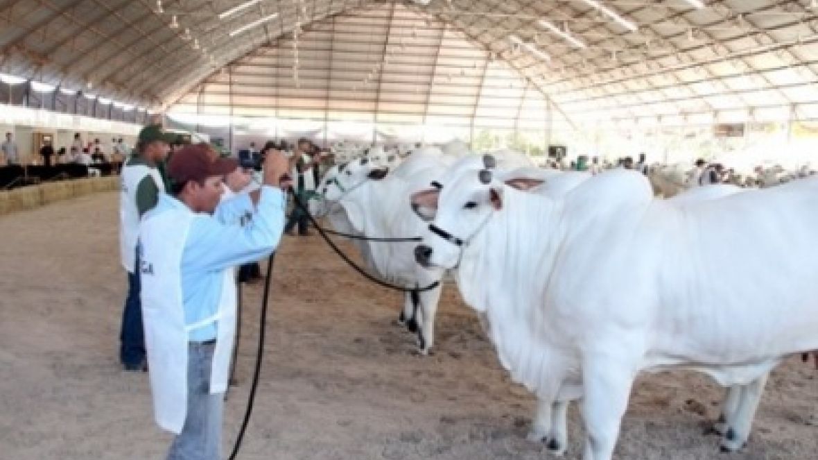 ABCZ marca presença na Expo Nelore Avaré