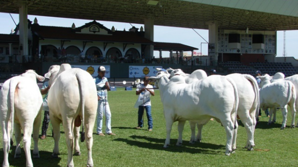 Expoinel Minas é passarela de estreia para novos times de pista
