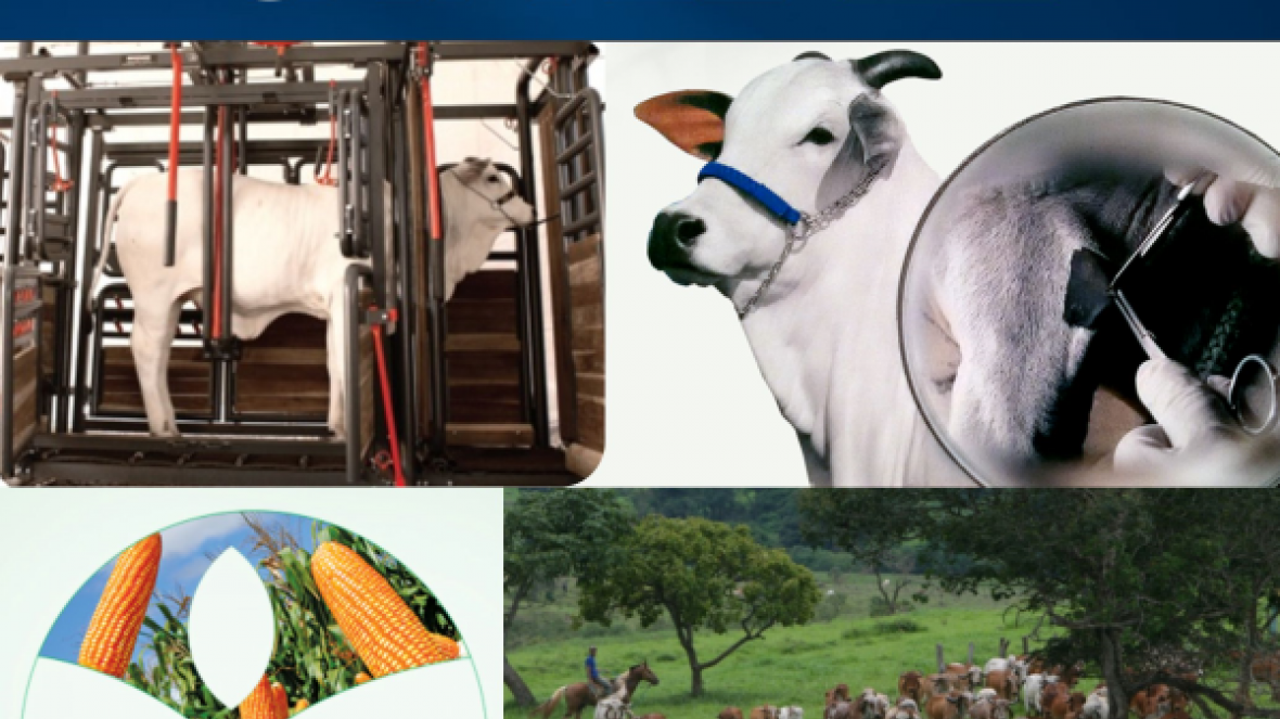 Brazilian Cattle amplia número de empresas associadas