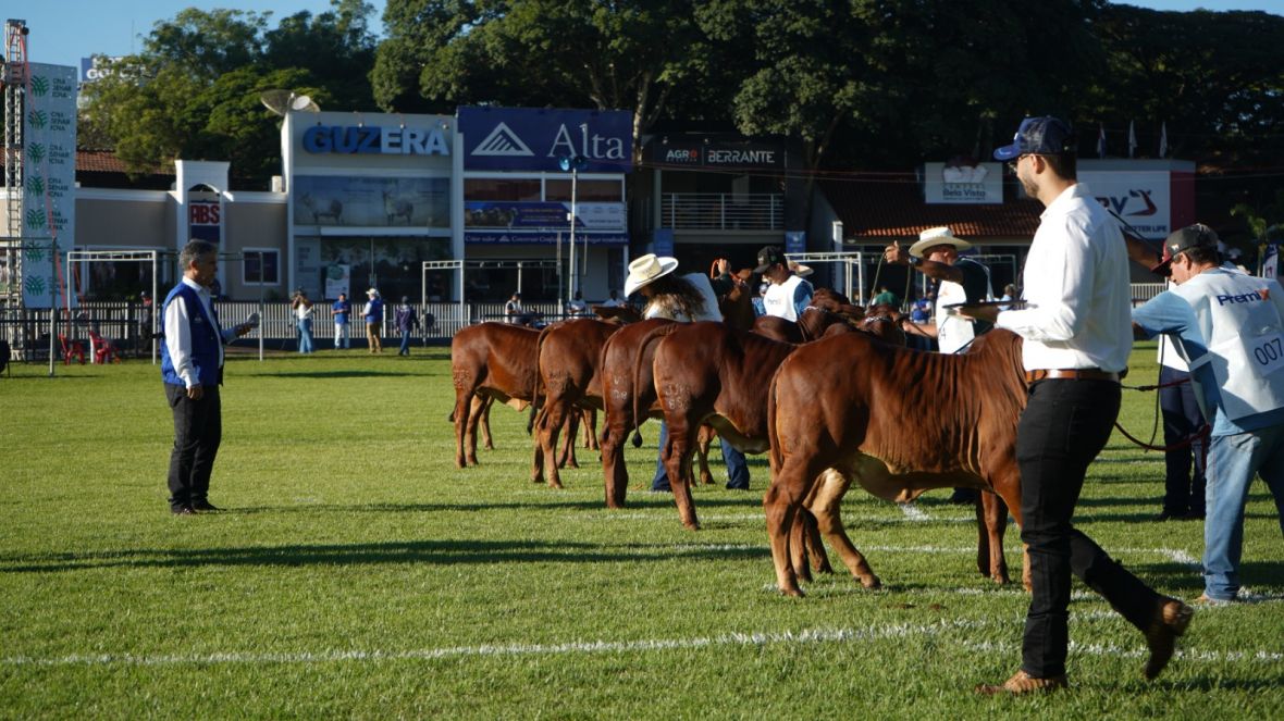90ª ExpoZebu: confira informações importantes sobre inscrições de animais
