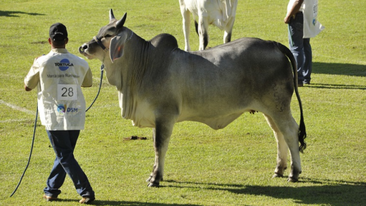 Tratadores da ExpoZebu concorrerão a prêmios e terão palestra sobre bem-estar animal