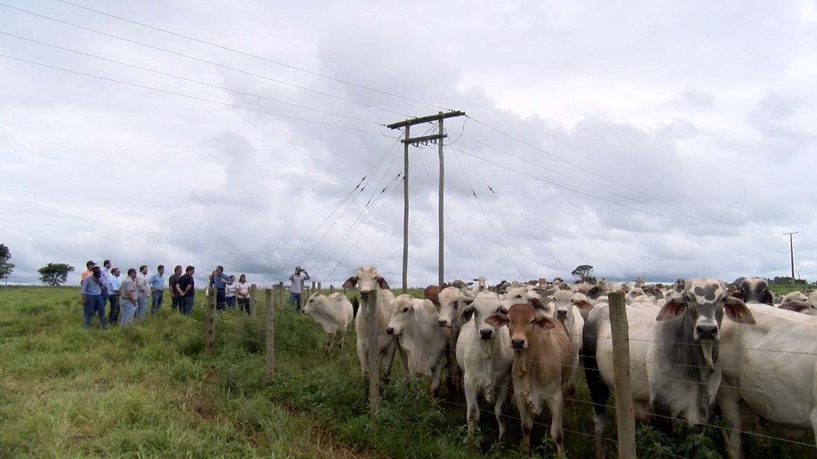 ‘Zebu: Carne de Qualidade’: ABCZ e parceiros acompanham evolução dos animais participantes do programa 