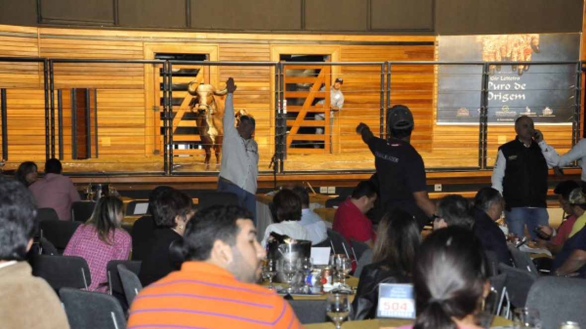 Primeiros leilões da 82ª ExpoZebu movimentam quase R$2 milhão 