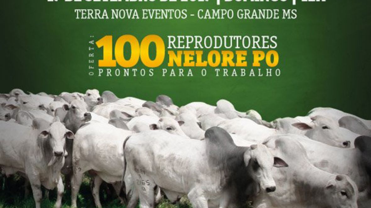 7º Leilão Reprodutores Fazenda Bodoquena ofertará reprodutores avaliados pelo PMGZ