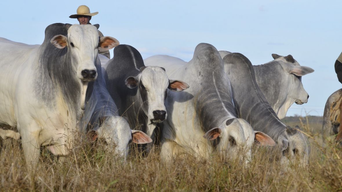 Mercado de sêmen das raças zebuínas lidera vendas em 2023