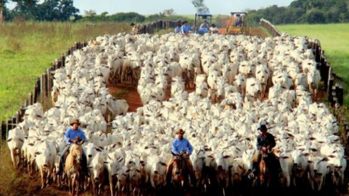 Cadeia produtiva da pecuária cresce 27%