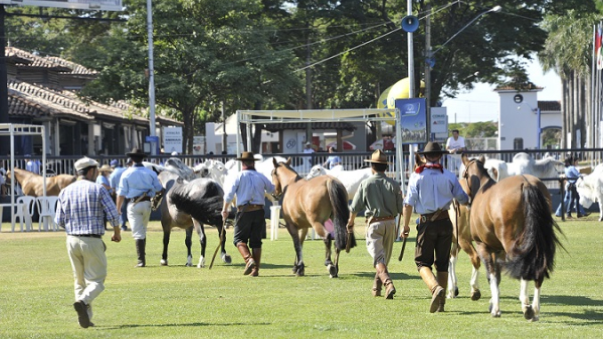 Exposição em Uberaba marca abertura de novo mercado para o cavalo Crioulo