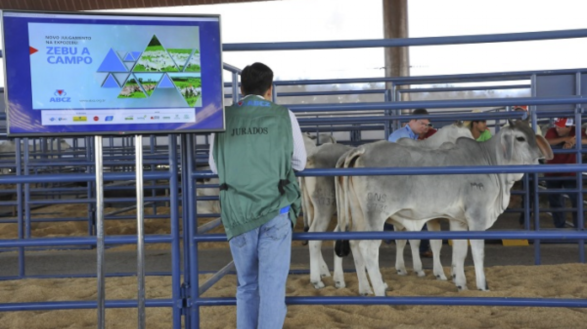 Publicados resultados do julgamento Zebu a Campo