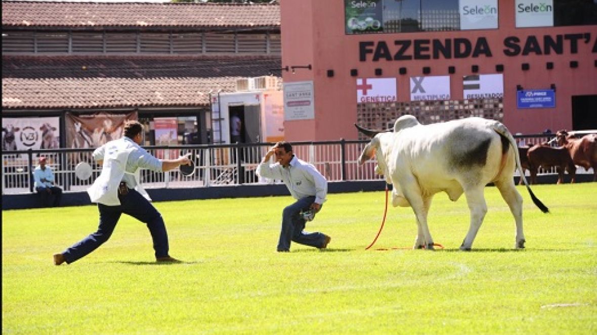 ExpoZebu 2022: Quantidade de animais inscritos já é 136% maior que na edição passada