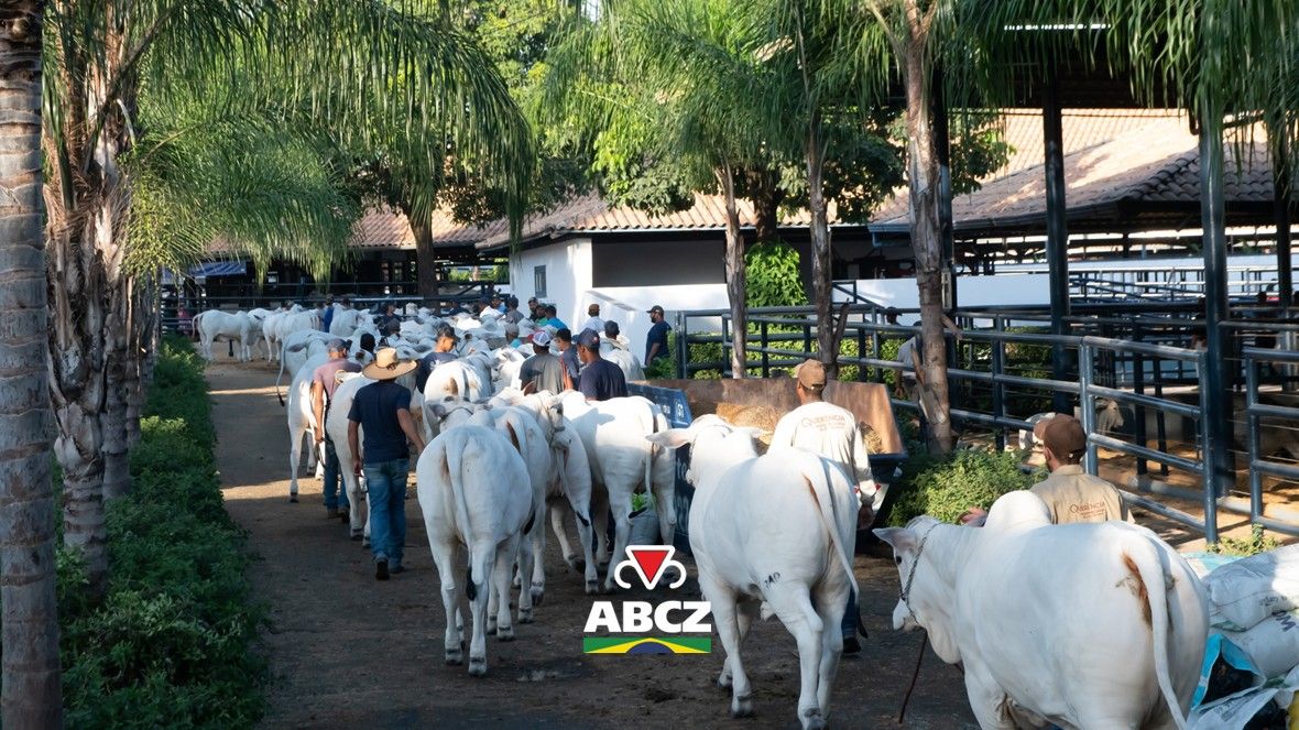 A dois dias da abertura oficial da 91ª ExpoZebu, preparativos finais movimentam o Parque Fernando Costa