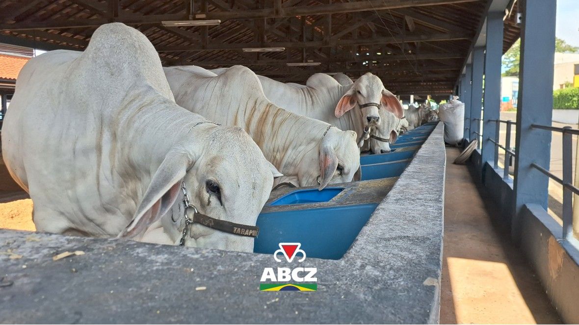 Primeiros animais chegam ao Parque Fernando Costa para a 91ª ExpoZebu