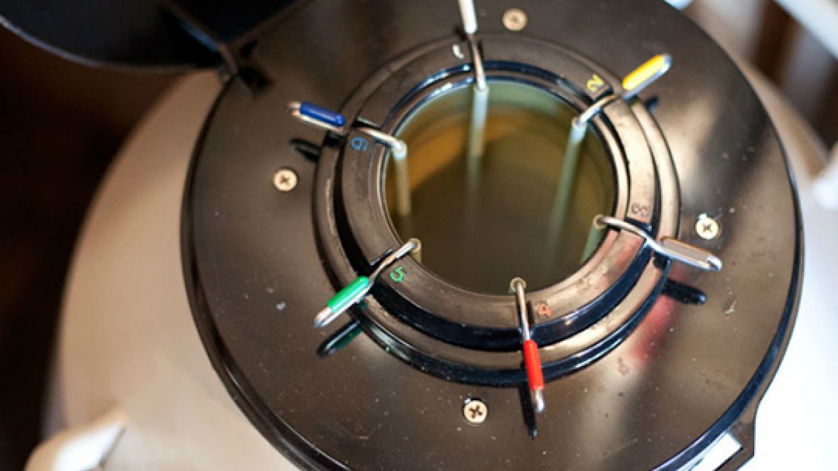 Brasil vai exportar material genético para Ruanda e Argentina