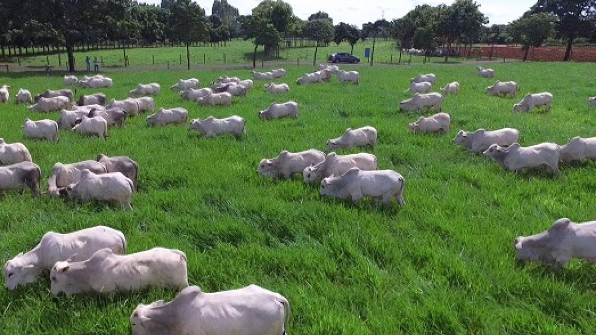 Carne de Qualidade: ABCZ convoca criadores de Brahman, Guzerá, Sindi e Tabapuã