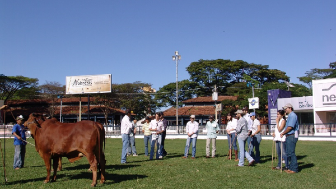 Inscrições abertas para o Curso de Julgamento de Zebuínos
