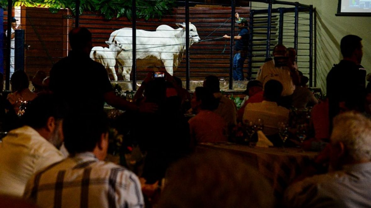 ExpoGenética: temporada de leilões começa no dia 15 de agosto