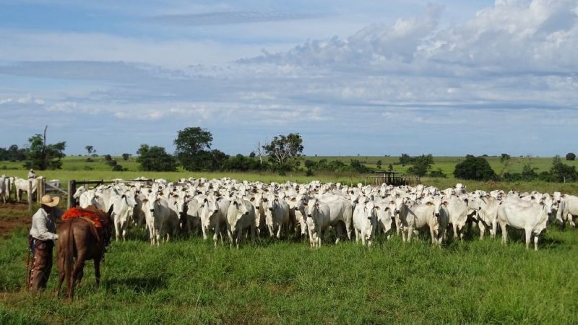 PMGZ Carne: parceria entre ABCZ, indústria e criadores demonstra valor genético de touros registrados