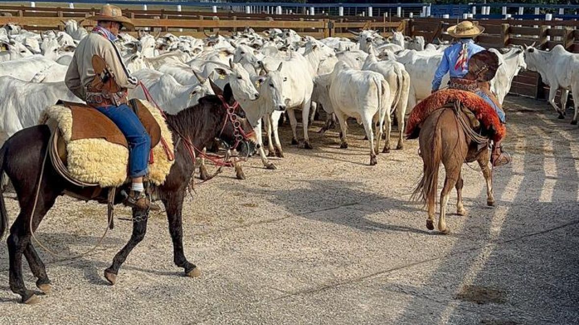Fazenda São Leopoldo Mandic recebe visita técnica da ABCZ para avaliação de animais da raça Nelore