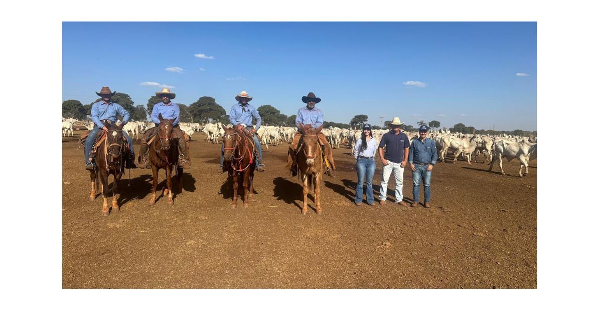 PMGZ Carne tem segunda participação da Mafra Agropecuária com lote ampliado