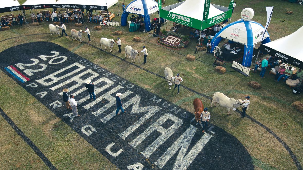 ABCZ TV retransmite, ao vivo, os julgamentos do Congresso Mundial de Brahman, em Mariano Roque Alonso, no Paraguai