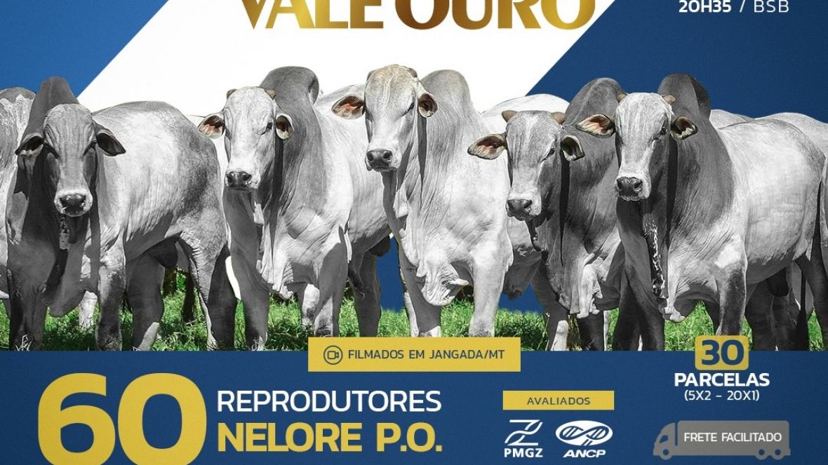 Leilão Virtual Nelore Vale Ouro será realizado no próximo dia 20 