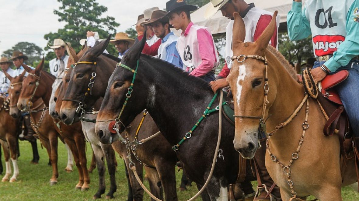 88ª ExpoZebu: Cavalgada de lançamento da ABCZ Equishow acontece neste sábado (22)