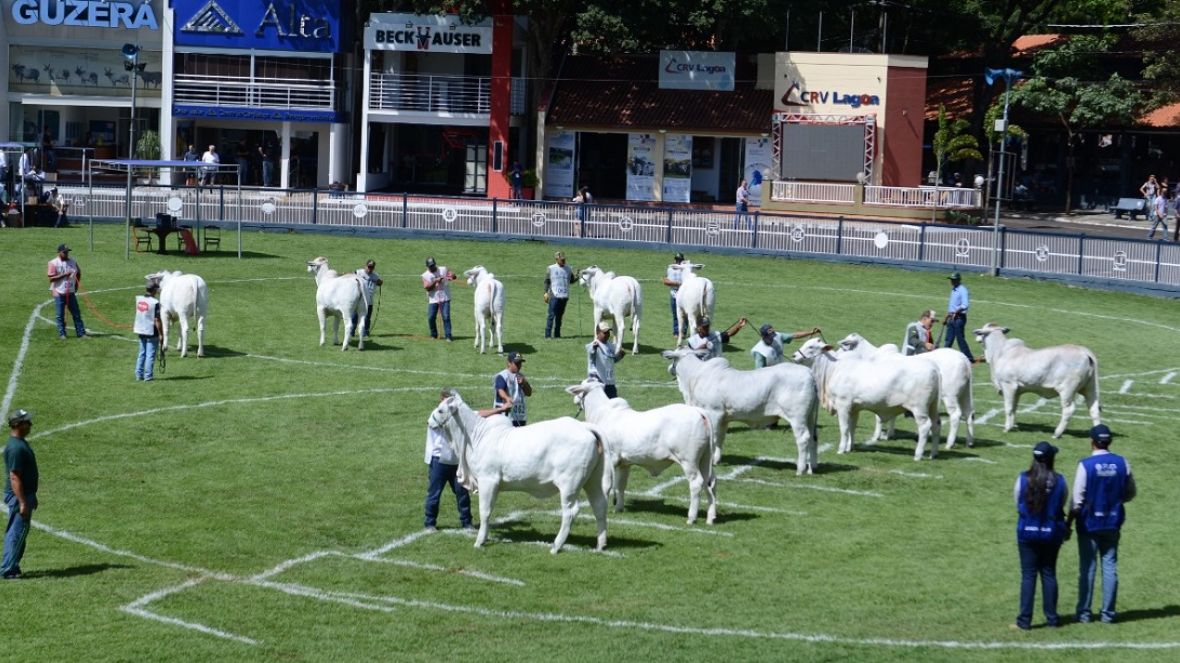 Quantidade de animais inscritos na ExpoZebu já é 198% maior 