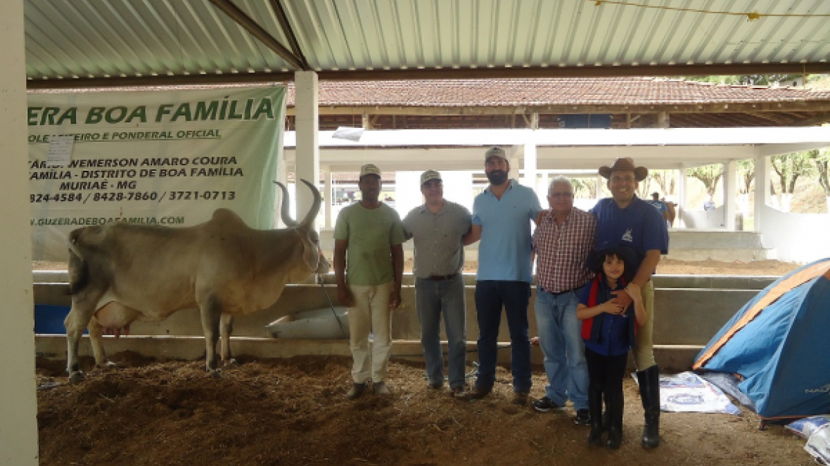 Vaca Guzerá supera produção leiteira da raça na Expo de Muriaé