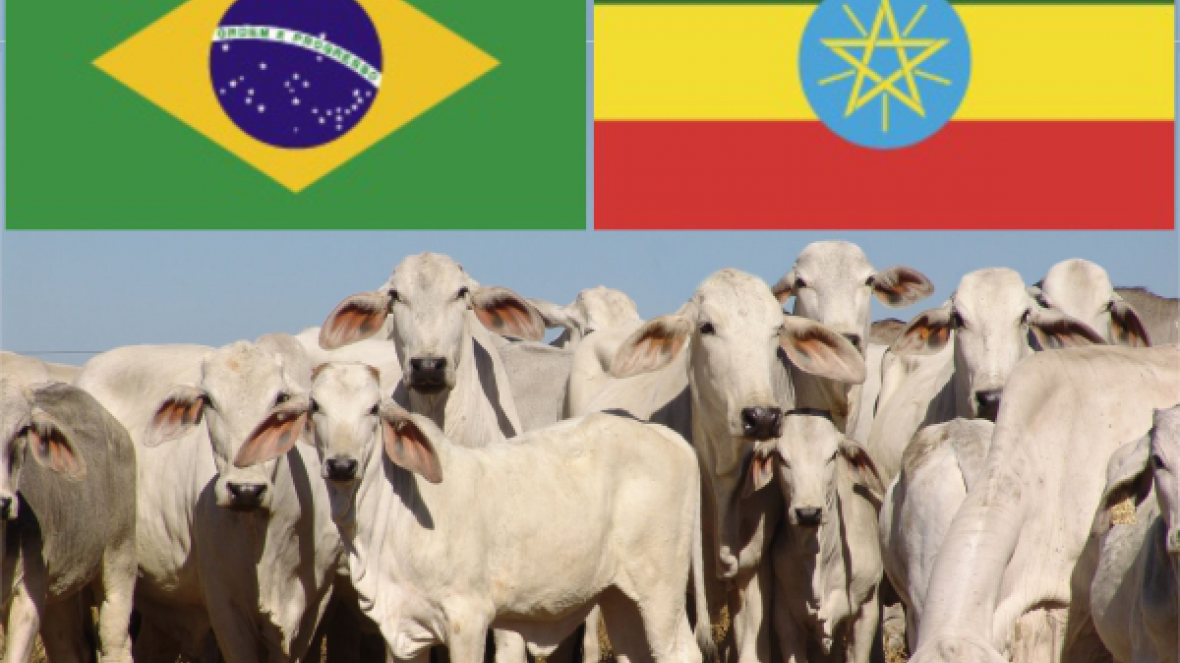 Brasil abre mercado de sêmen e embriões bovinos para a Etiópia