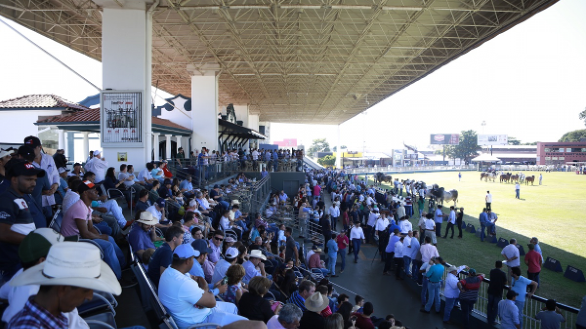 Com palanque cheio, ExpoZebu anuncia Grandes Campeões