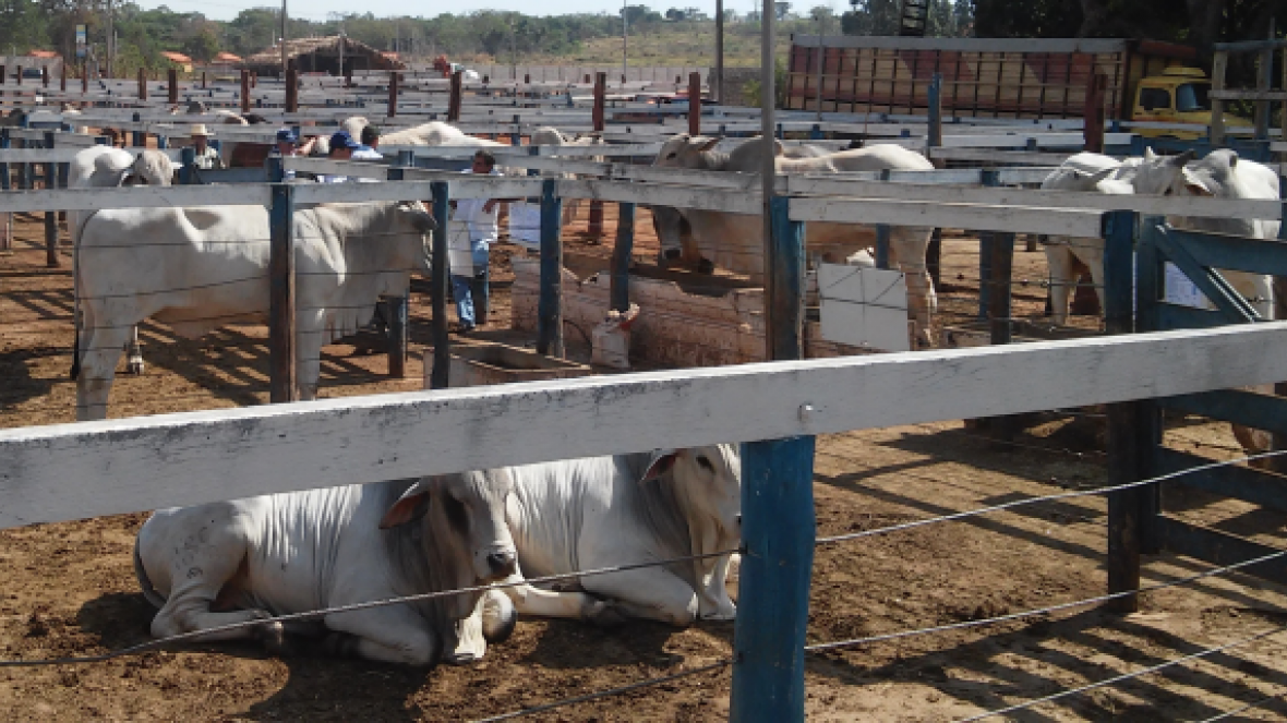 Pró-Genética terá agenda intensa nos próximos 45 dias