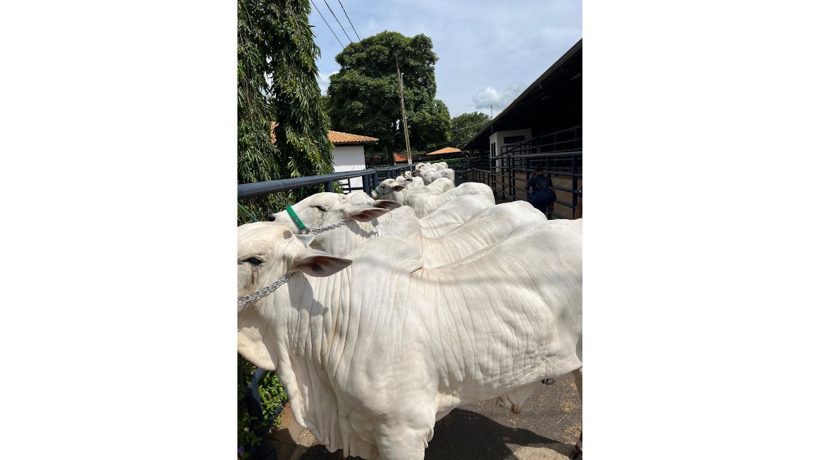 90ª ExpoZebu: ABCZ inova na recepção e identificação de animais inscritos para os julgamentos