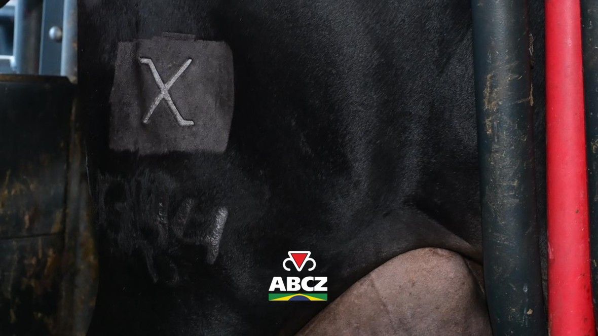 91ª ExpoZebu: ABCZ marca primeiros animais certificados como F1 Max durante cerimônia oficial