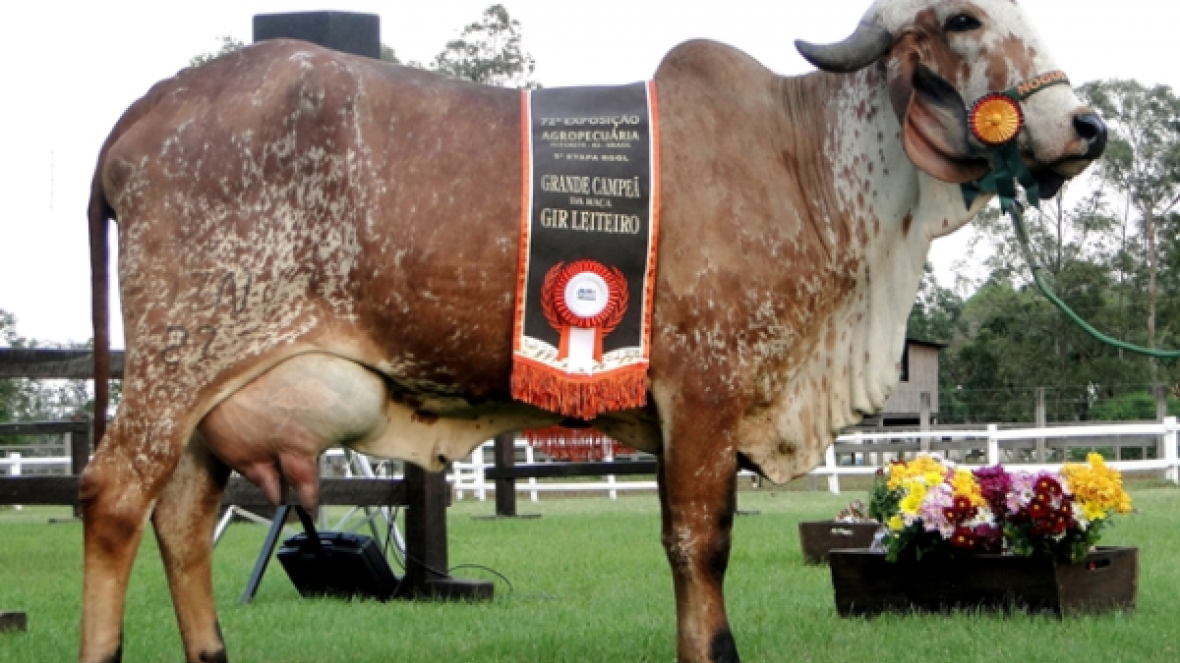 Criadores gauchos realizam a 4ª edição da Exposição Gaúcha de Zebu em Alegrete