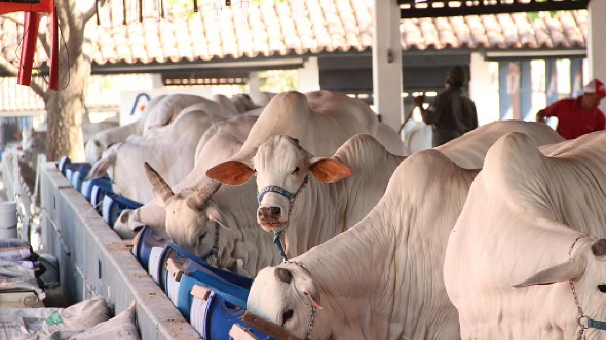 Raças Brahman, Gir Leiteiro e Nelore movimentam o Parque Fernando Costa.