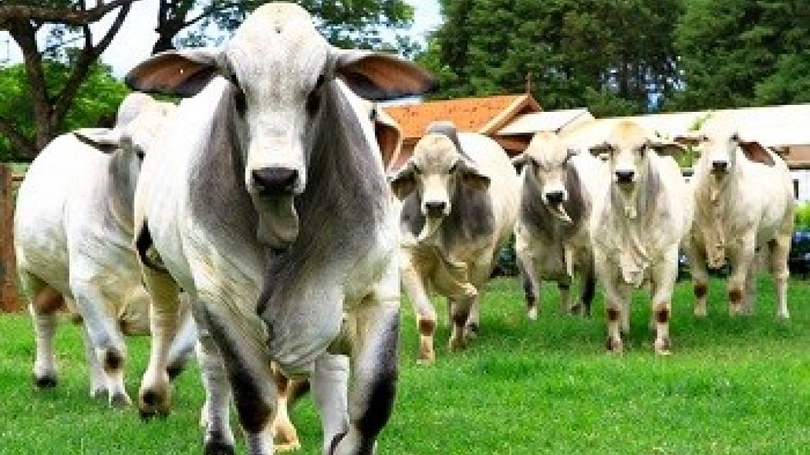 Zebu a Campo desperta interesse em criadores de Brahman 