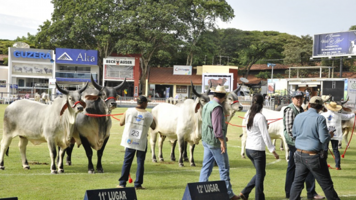 ExpoZebu 2015 termina com faturamento de R$46,4 milhões
