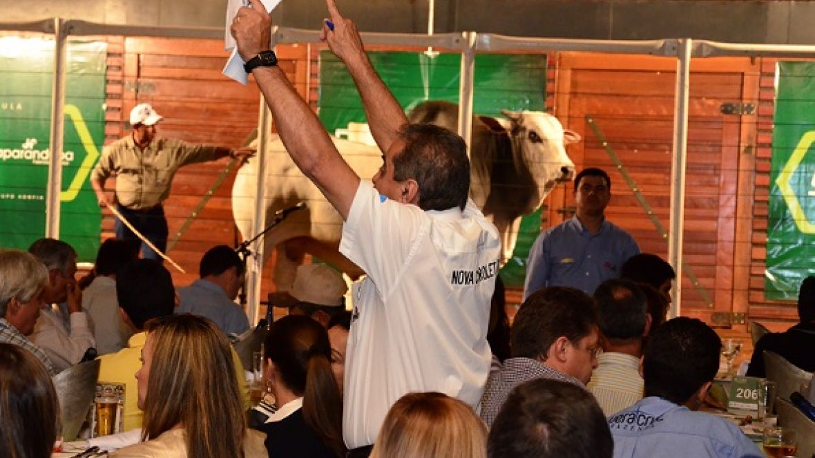 Leilões da ExpoGenética movimentam mercado de touros