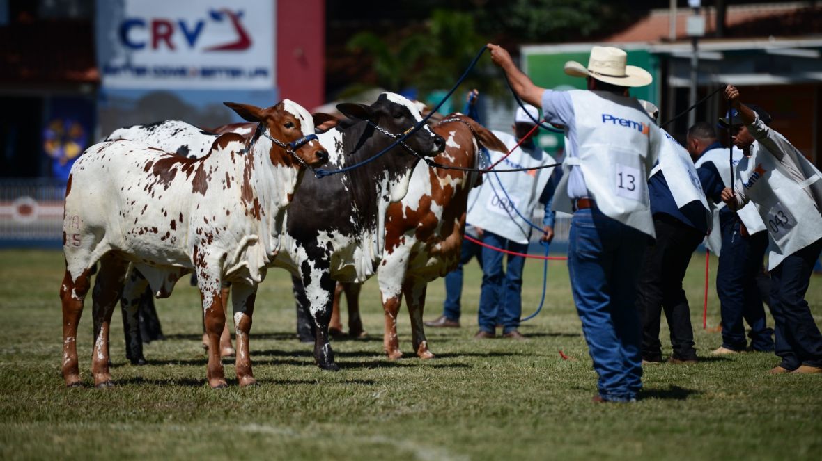 90ª ExpoZebu: inscrições de Nelore Pelagens pelo site da ABCZ se encerram no segundo dia
