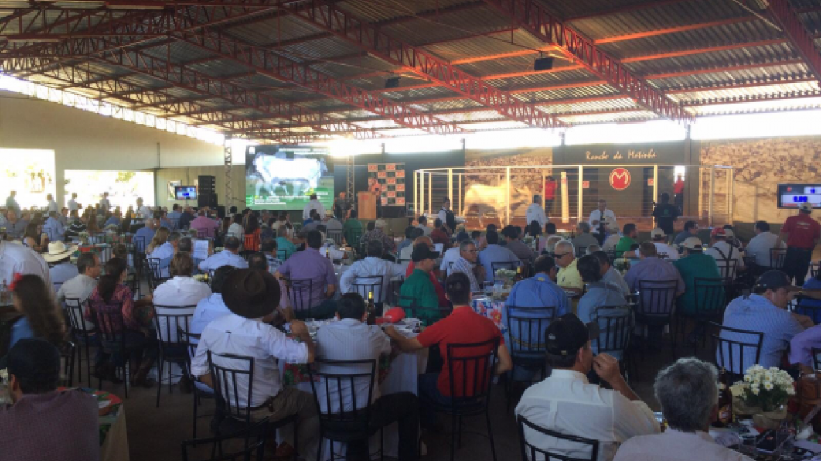 Primeiros leilões da ExpoGenética movimentam quase R$ 6 milhões