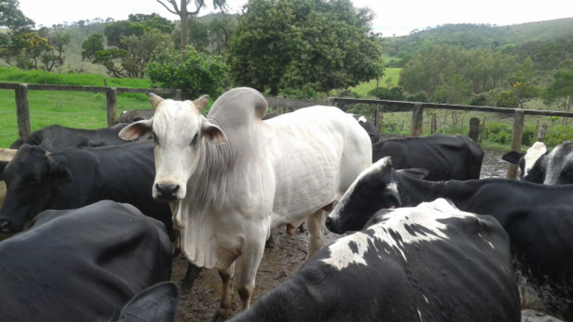 Capacitação do Pró-Genética destaca produção de leite com bezerros para o corte