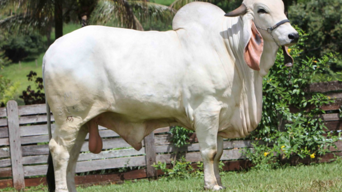 Raça Indubrasil estreia na ExpoAgro Afubra, em Rio Pardo (RS)