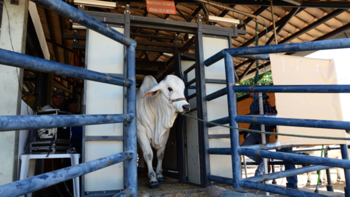 Parque Fernando Costa recebe os primeiros animais para a 83º ExpoZebu