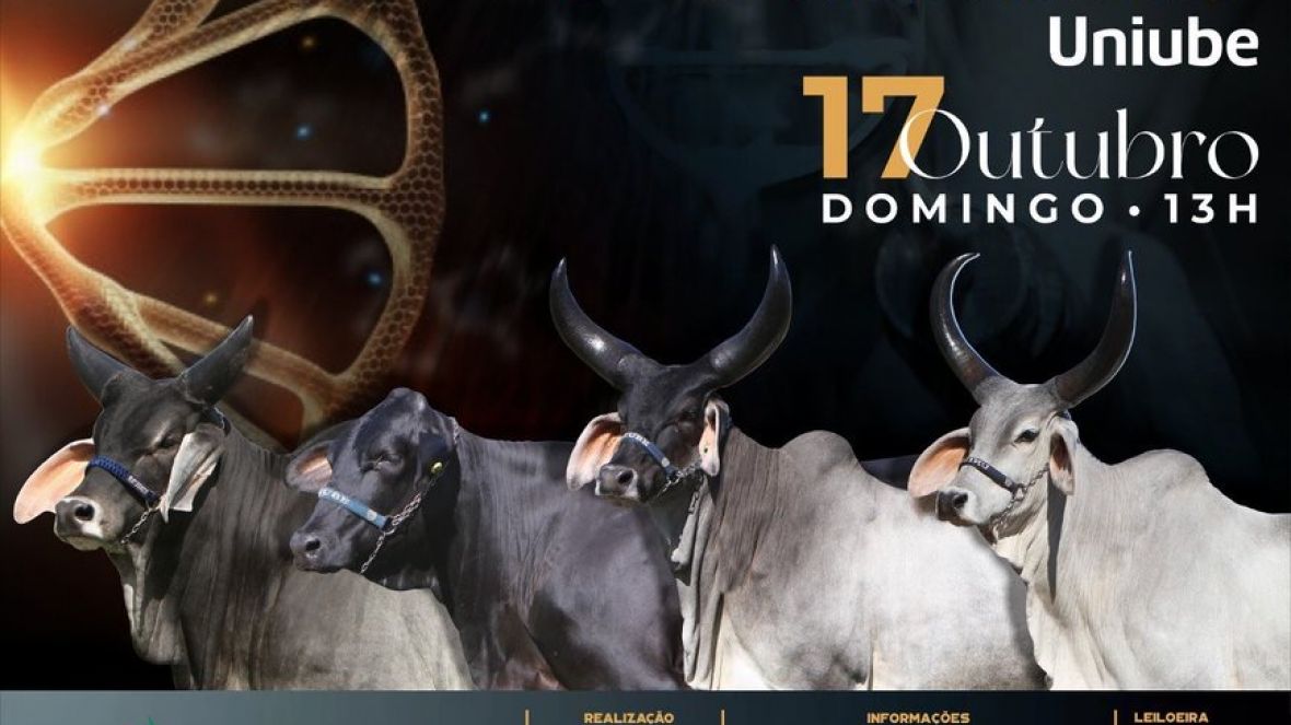 Está chegando o Leilão Virtual Guzerá e Guzolando Uniube 