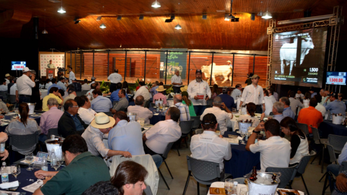 Leilões da ExpoGenética 2016 faturam mais de R$8,1 milhões