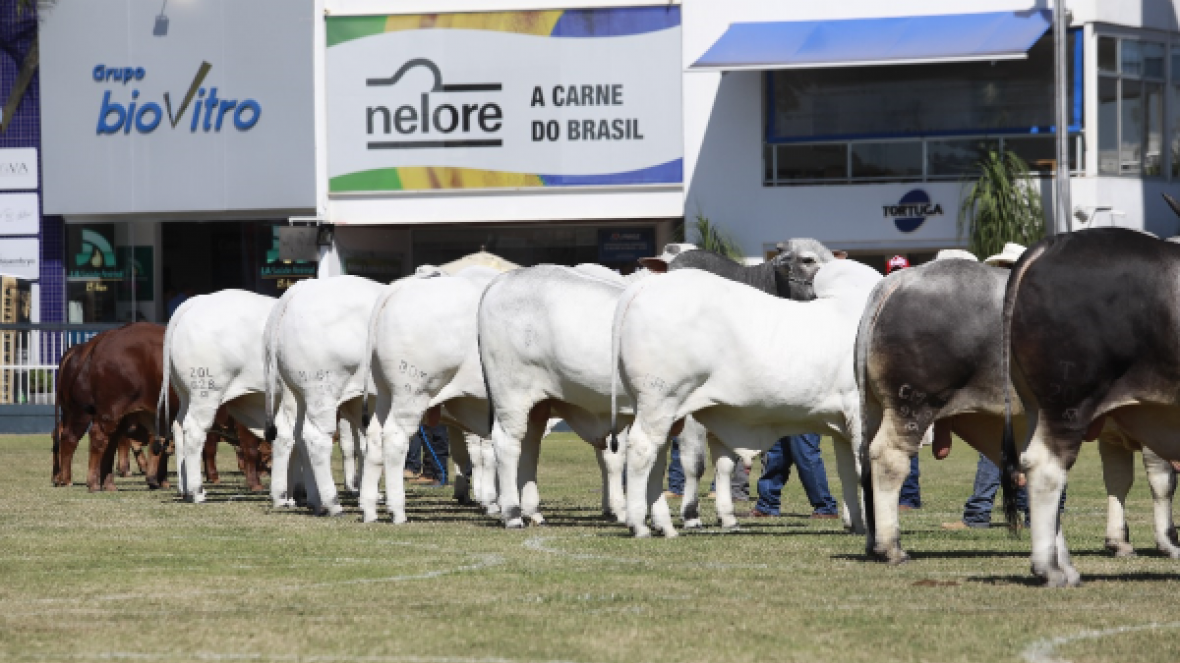ExpoZebu 2018: campeonato Modelo Frigorífico foi destaque desta quinta-feira (03)