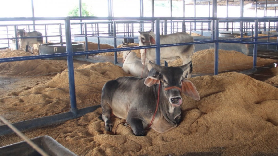 Parque Fernando Costa começa a receber animais da ExpoZebu 2019