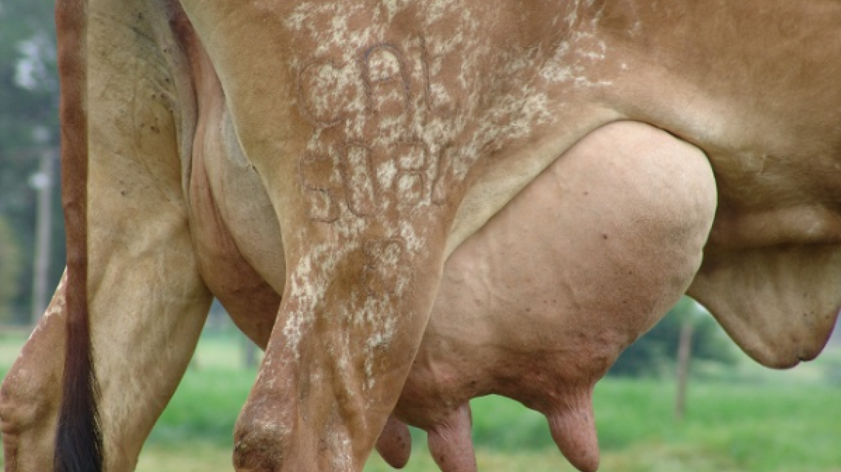 Inscrições para 4º Concurso Leiteiro Natural superam expectativas