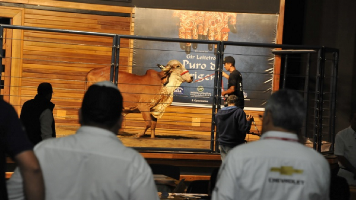 Leilões da ExpoZebu ultrapassam R$16 milhões