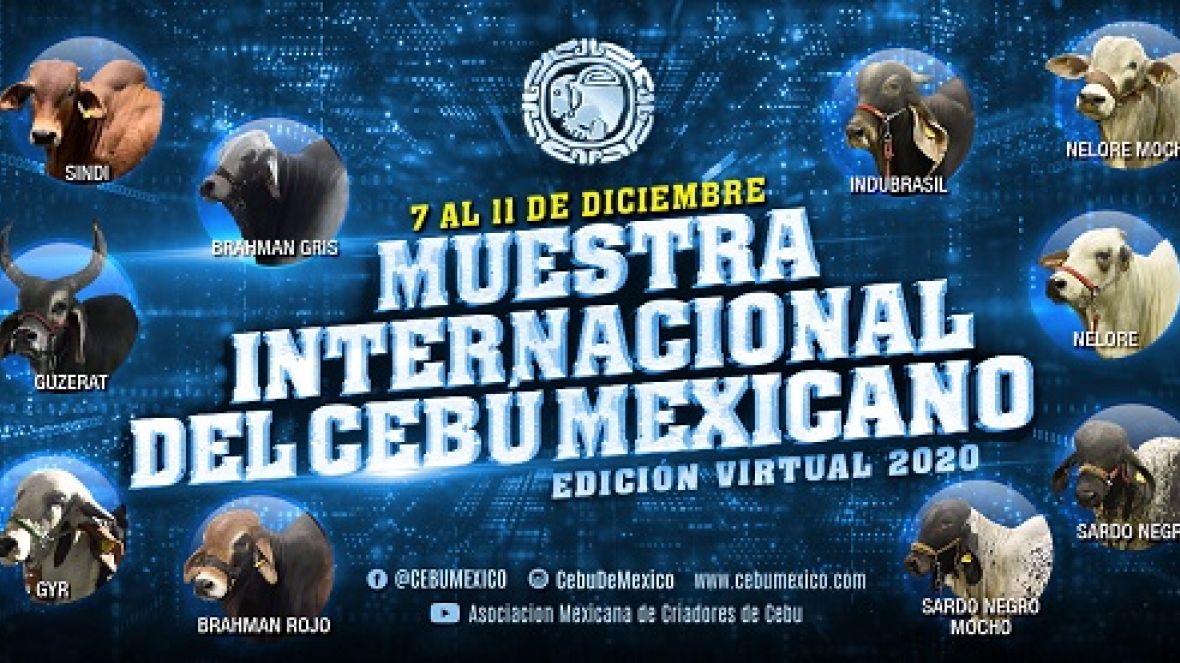 Edição virtual da ?Muestra Internacional del Cebú Mexicano? começa na próxima segunda-feira (7)